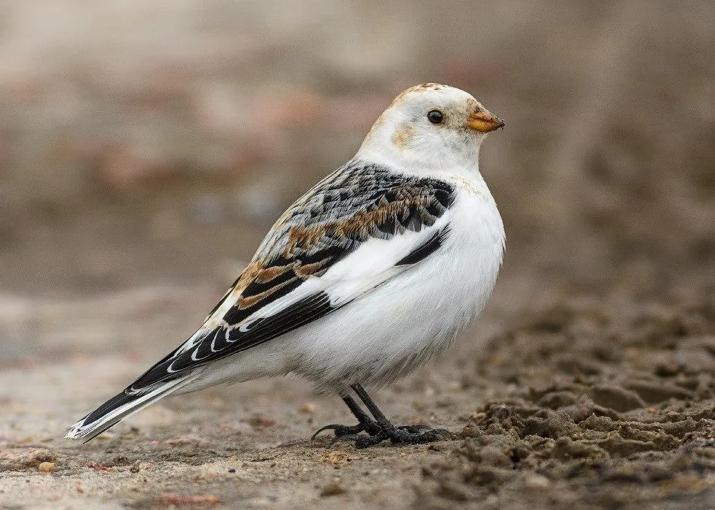 Фото: Анна Голубева, fotokto.ru