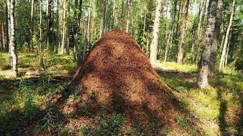 Лесных муравьев в Щелковском районе возьмут под охрану
