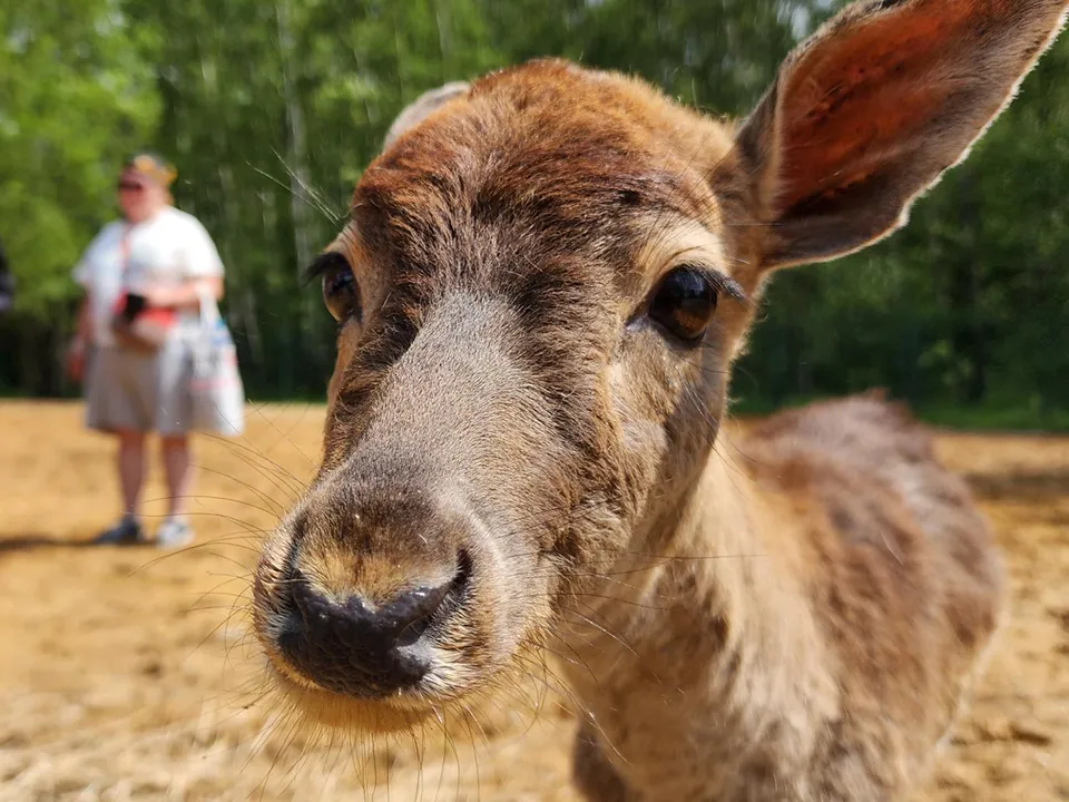 Соседи звездных коз. Фото: Андрей Семибратов