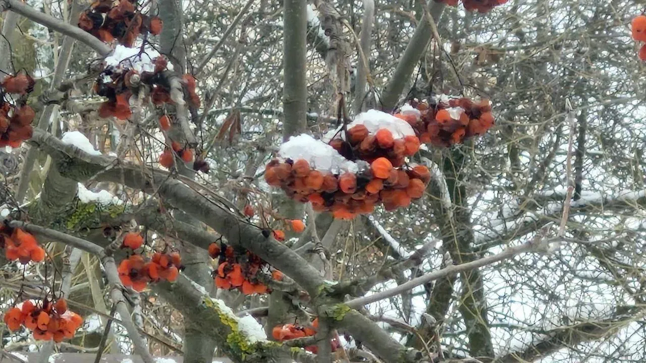 REGIONS/Наталья Надточая