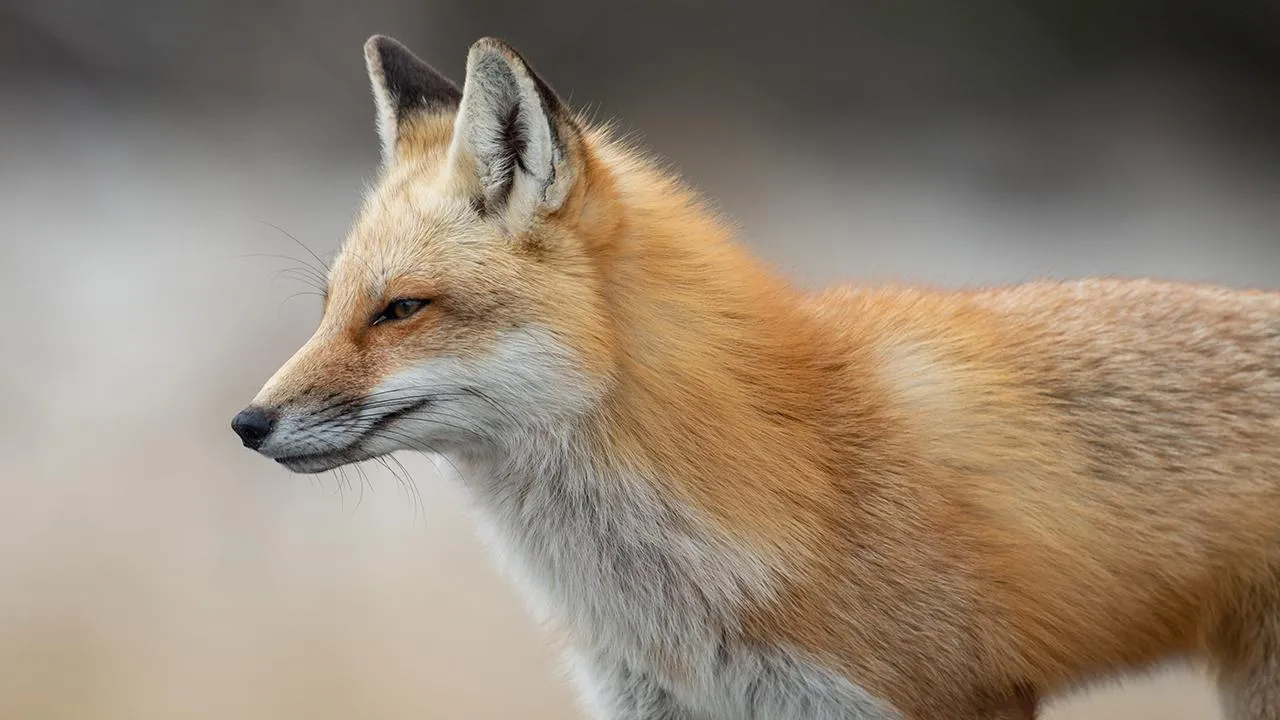 istockphoto.com/Harry Collins