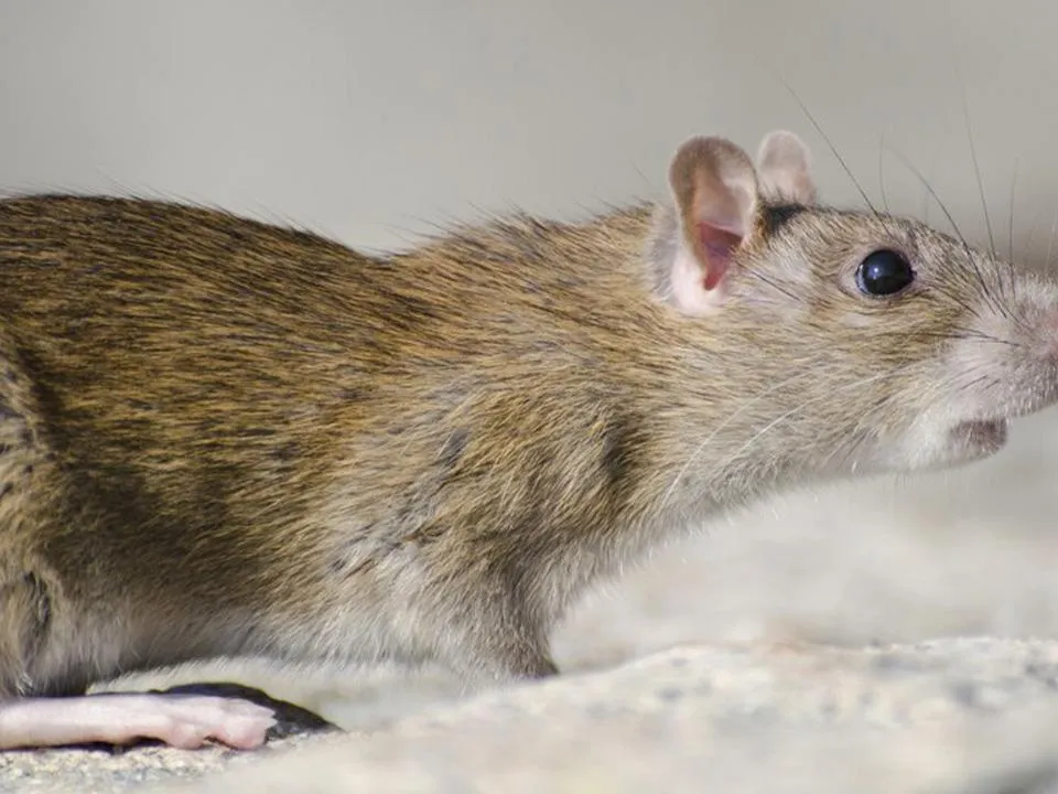 «Отпугиватели неприятны»: садоводы рассказали, как защитить деревья от грызунов