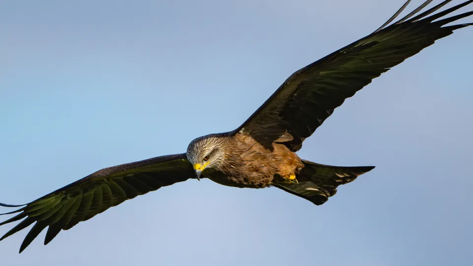 Фото: TASS/DPA/Patrick Pleul