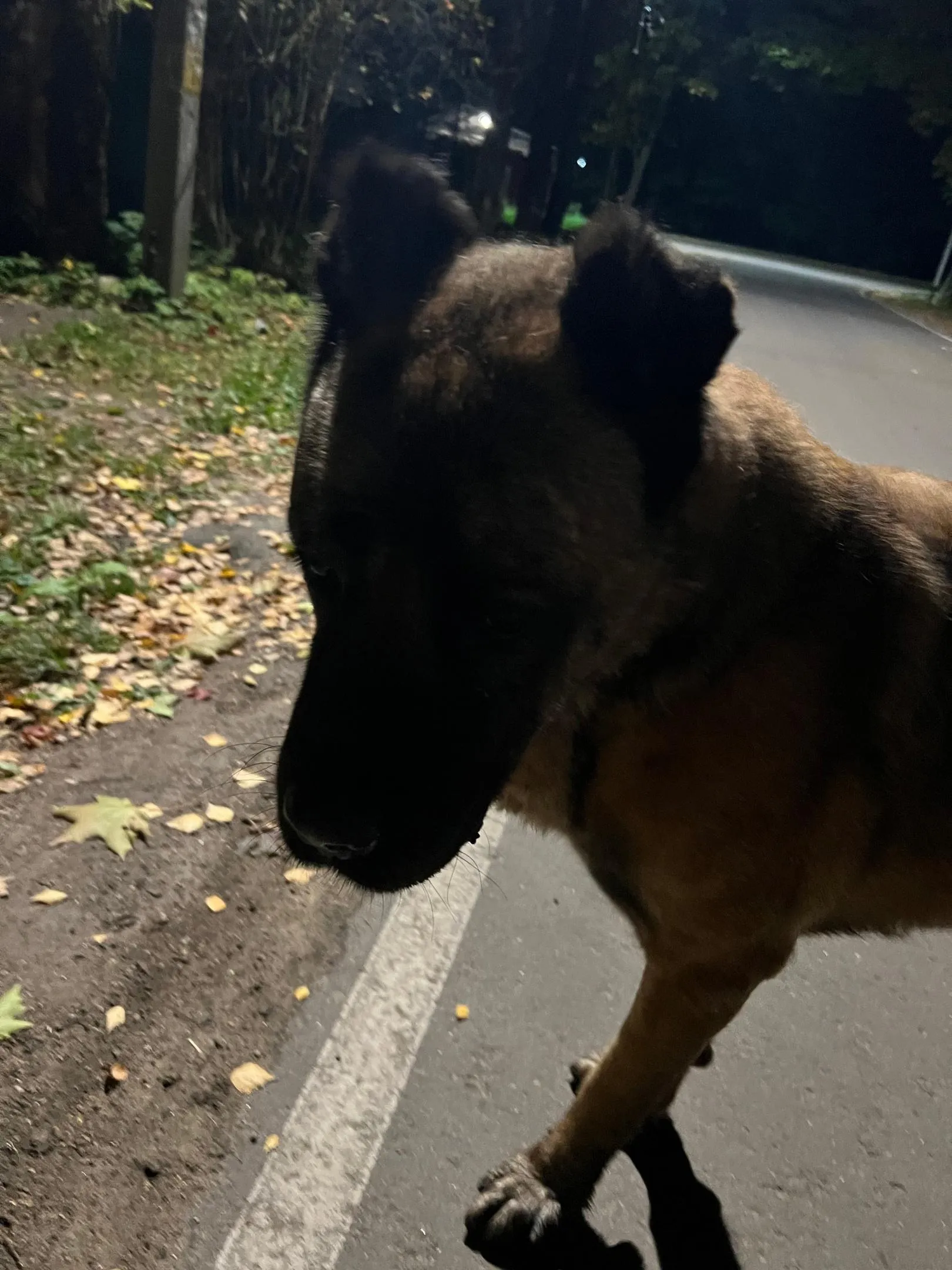 Фото: Подслушано | Снегири / ВКонтакте