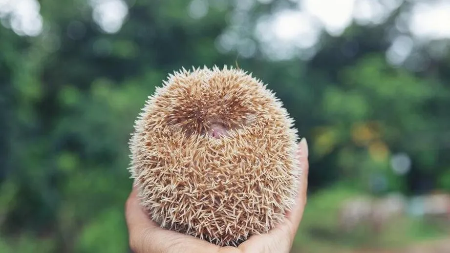 Фото: Минэкологии МО