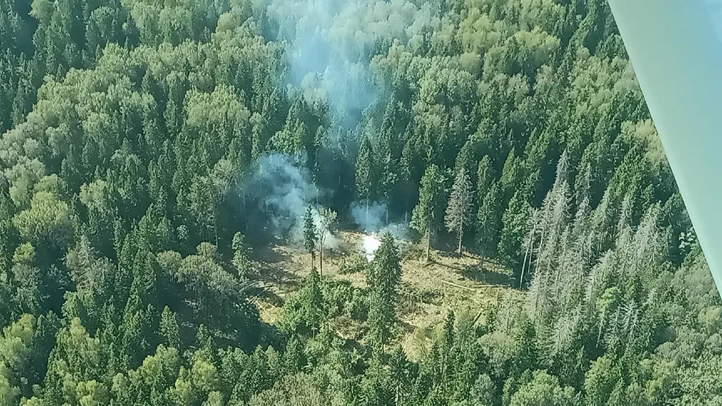 Фото: Комитет лесного хозяйства МО