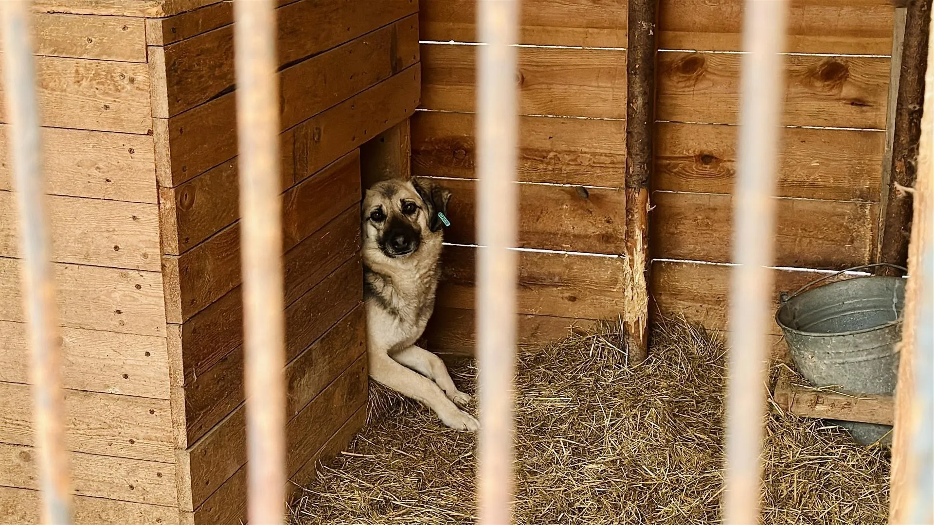 Кристина Тришина