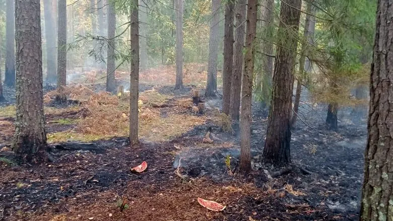 Комитет лесного хозяйства Московской области