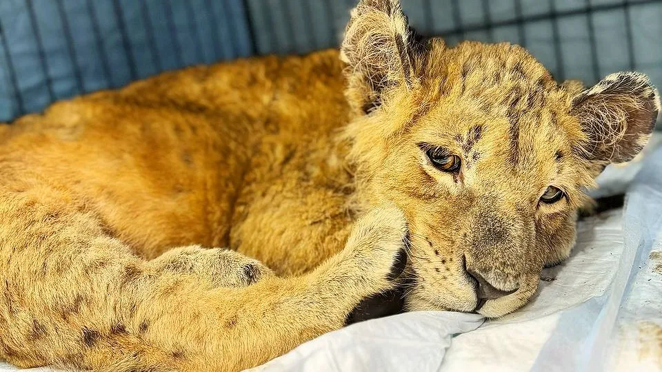 Фото: телеграм-канал парка львов «Земля Прайда»