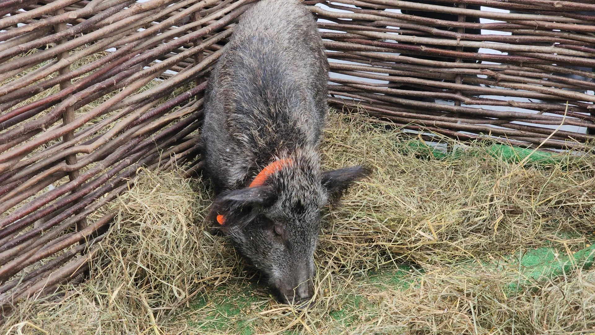 МедиаБанк Подмосковья/Юлия Смагринская