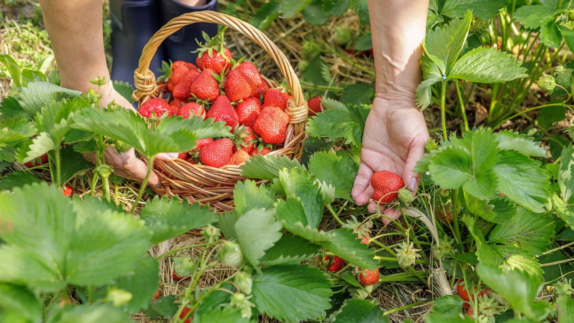 IMAGO/Zoonar.com/Vitalii Marchen