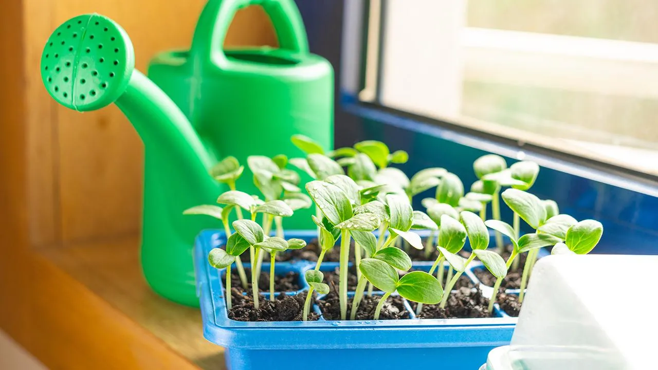 istockphoto.com/Iggi_Boo