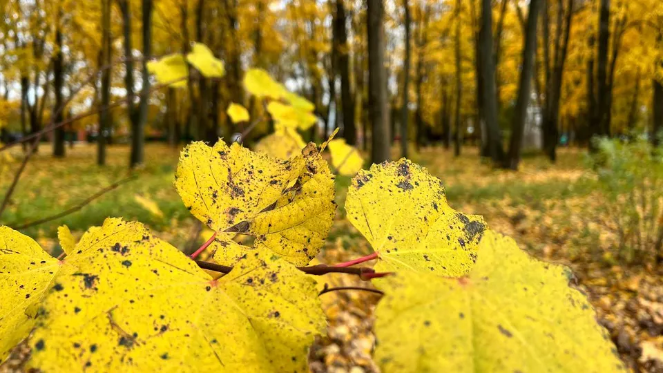 Фото: Елена Фурман