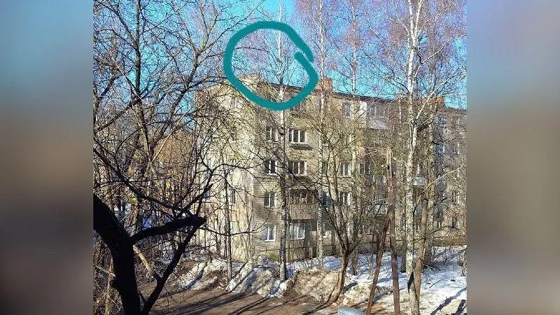 Застрявшего на дереве кота спас местный смельчак в Жуковском