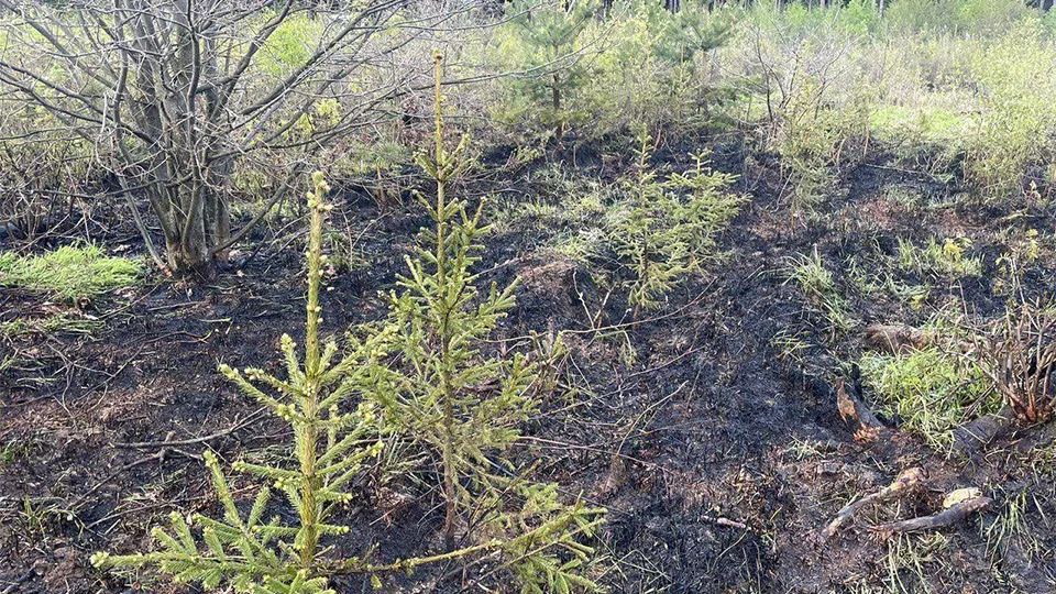 Фото: Комитет лесного хозяйства Московской области