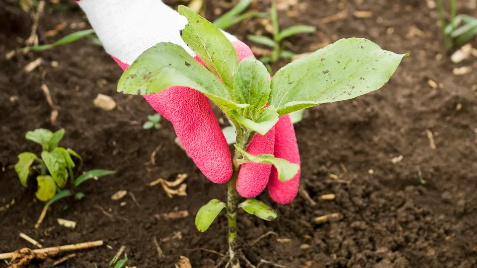 Фото: freepik.com