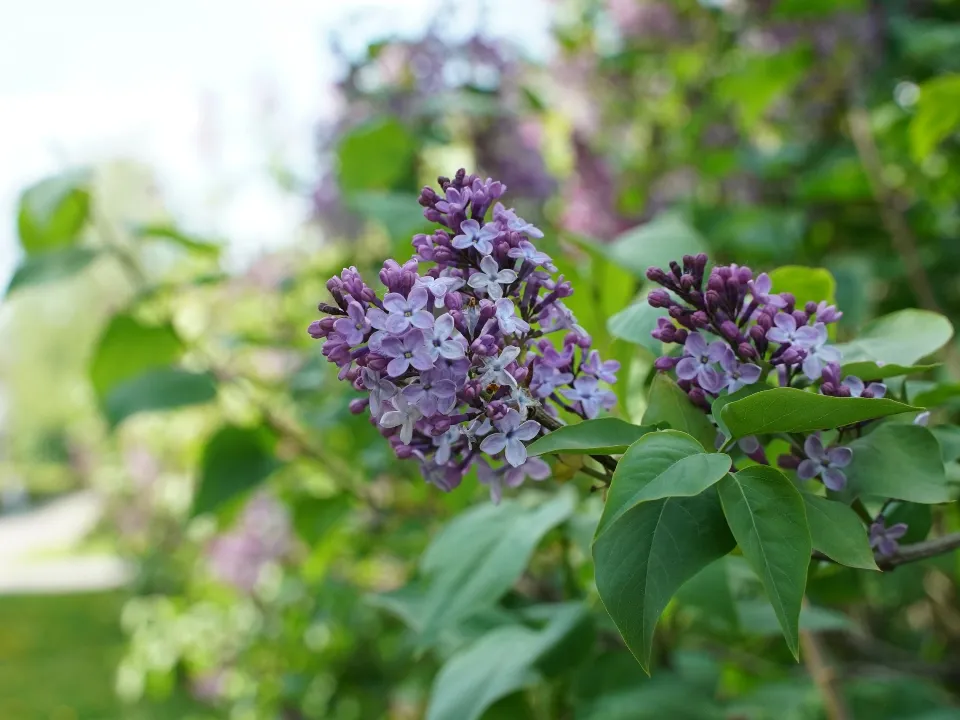 Фото: пресс-служба администрации г.о. Химки