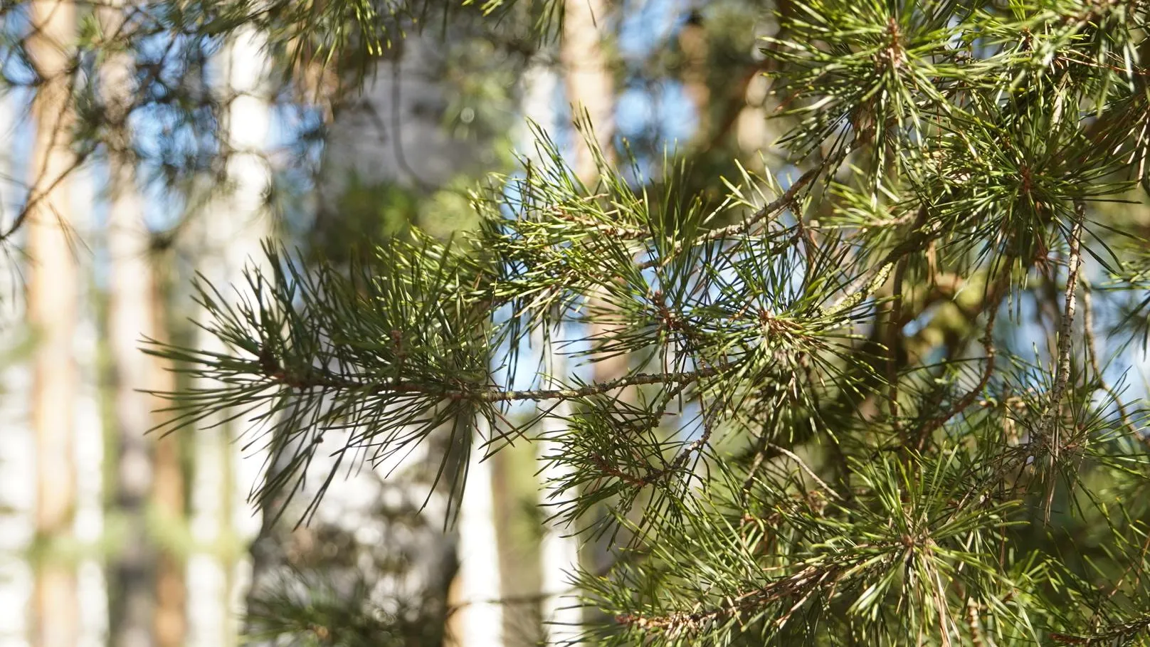 Алёна Притула