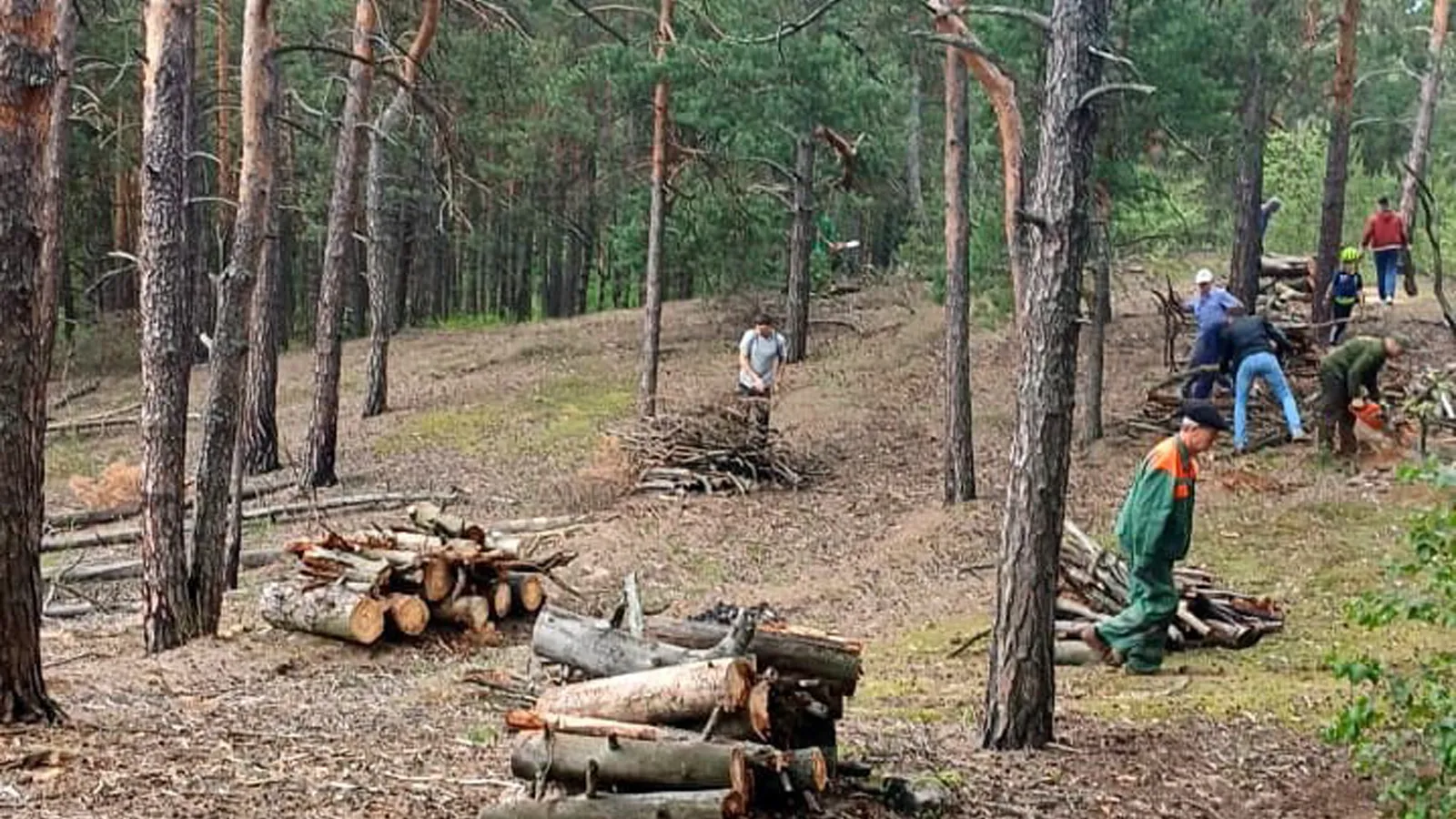 Фото: филиал «Русский лес» ГКУ МО «Мособллес»