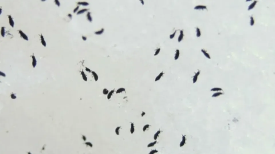 Фото: Ульянов А.И.