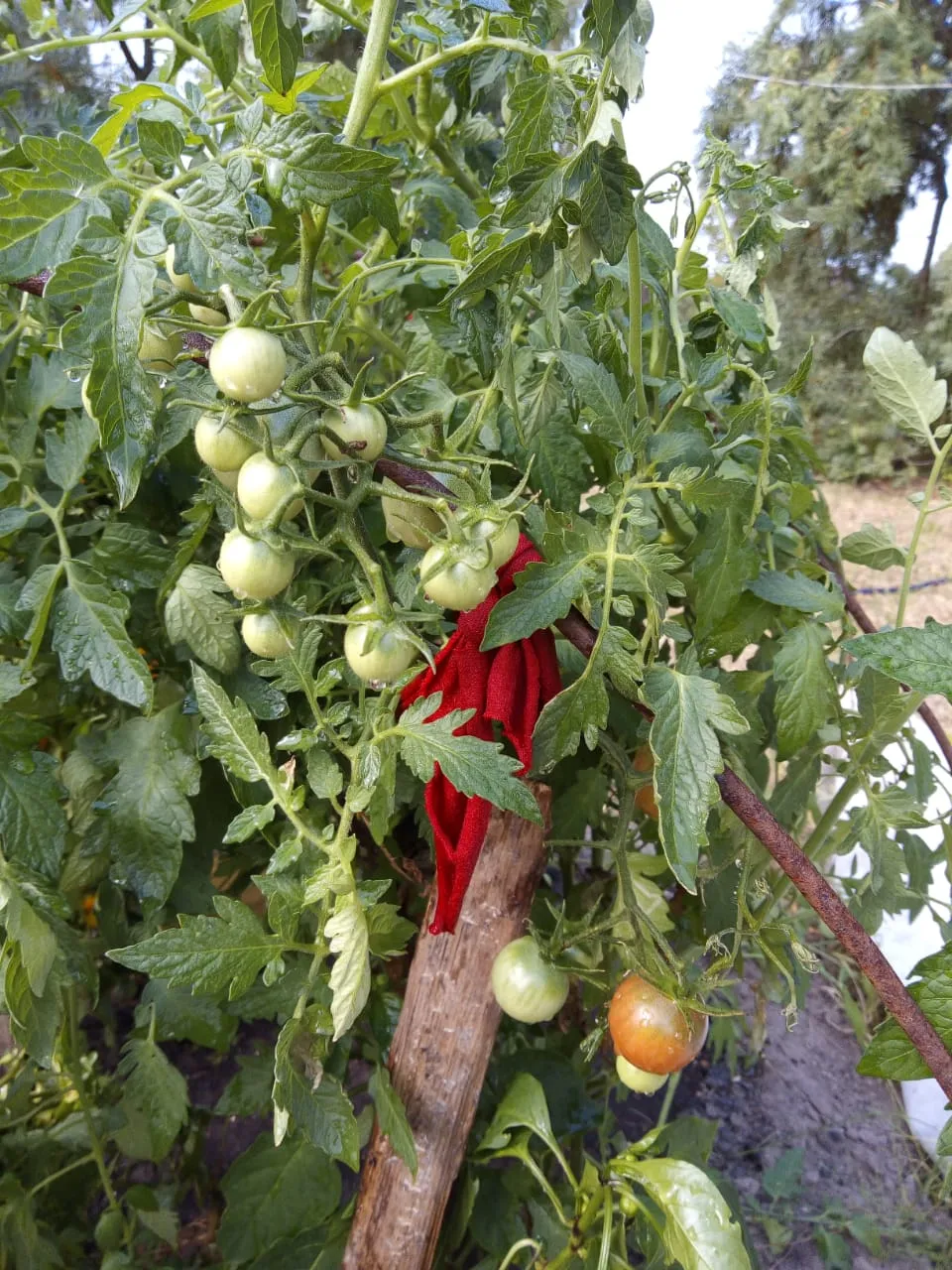 Фото: Оксана Лапшина&nbsp;