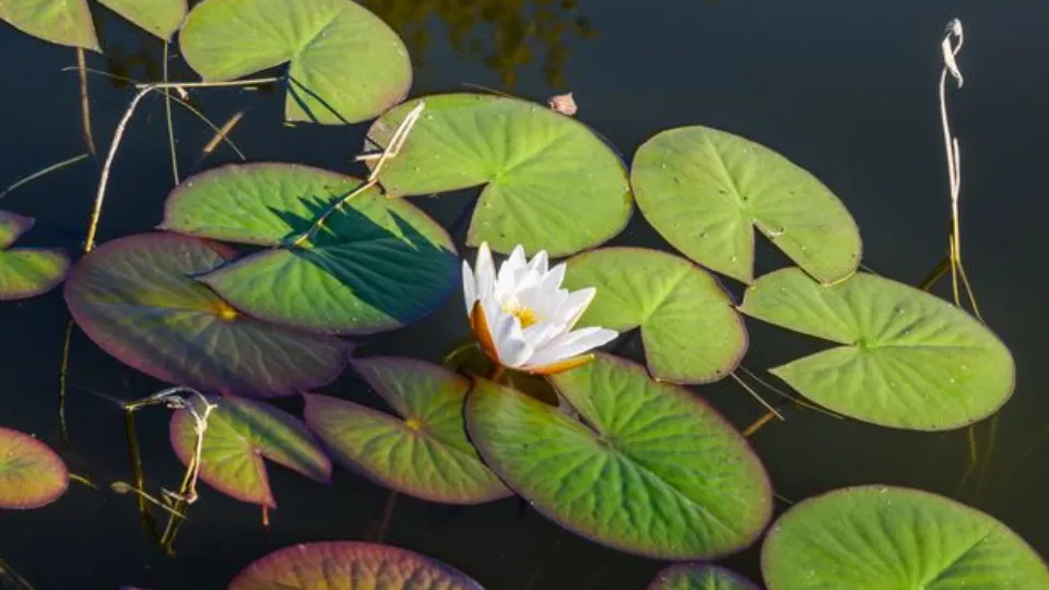 Фото: медиасток.рф