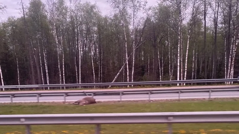 Фото: t.me/volokolamsk8