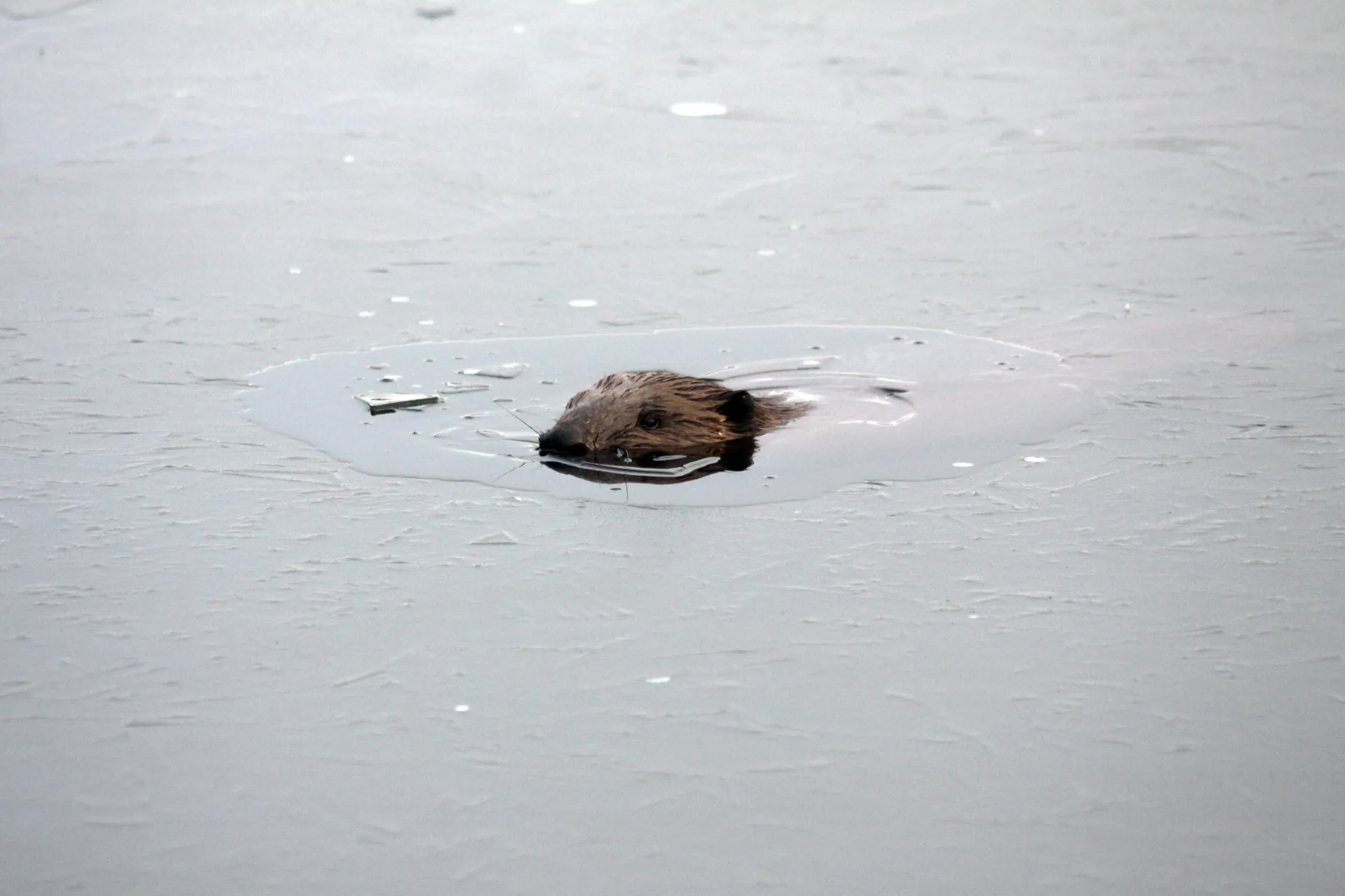 Семейство бобров в дубненском парке