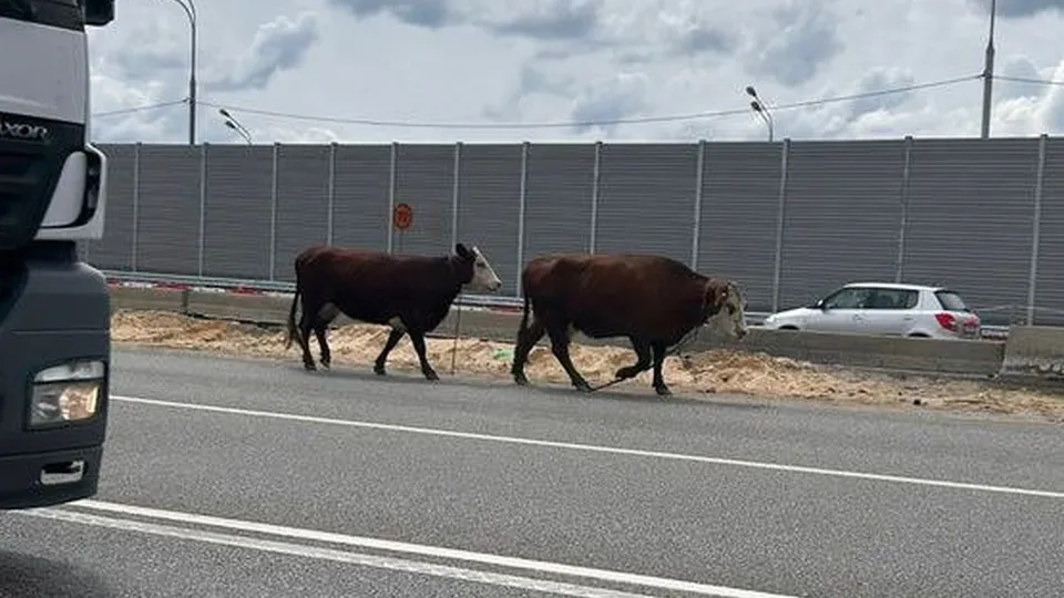 Фото: t.me/zhukovskiy_ramenskoe