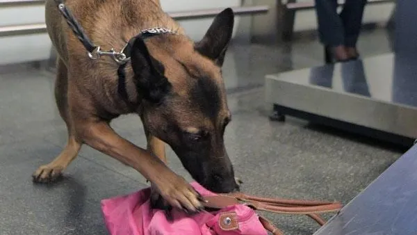 В Китае клонировали уникальную собаку-детектива