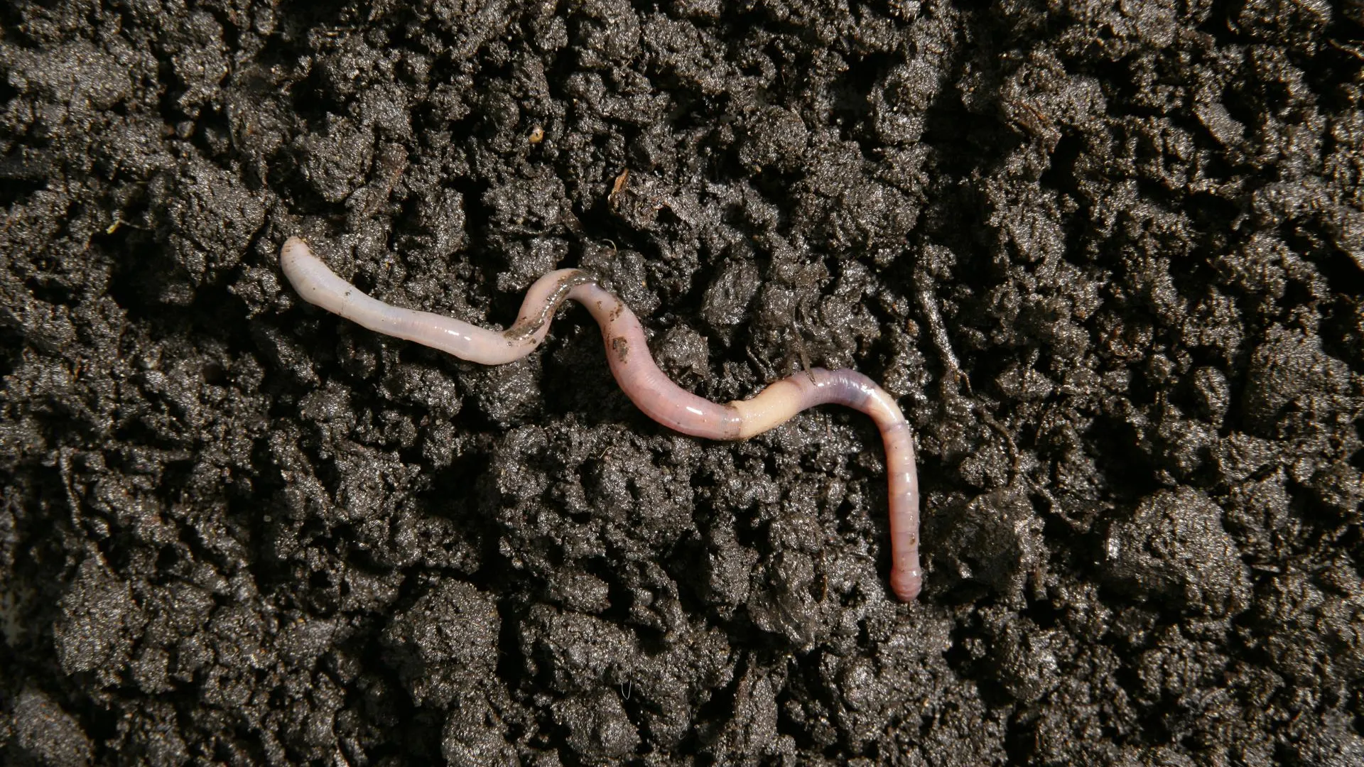 Секрет богатого урожая: биолог объяснил, зачем на огороде нужны черви