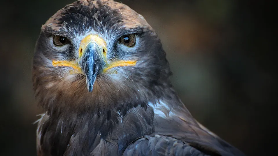 Фото: pxhere.com