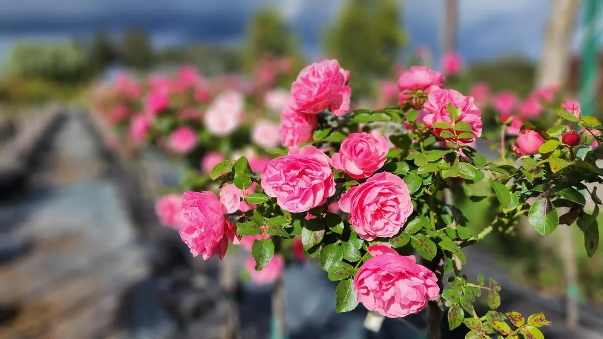 Бабье лето в мае: синоптики пообещали москвичам рекордные +20 на длинных выходных