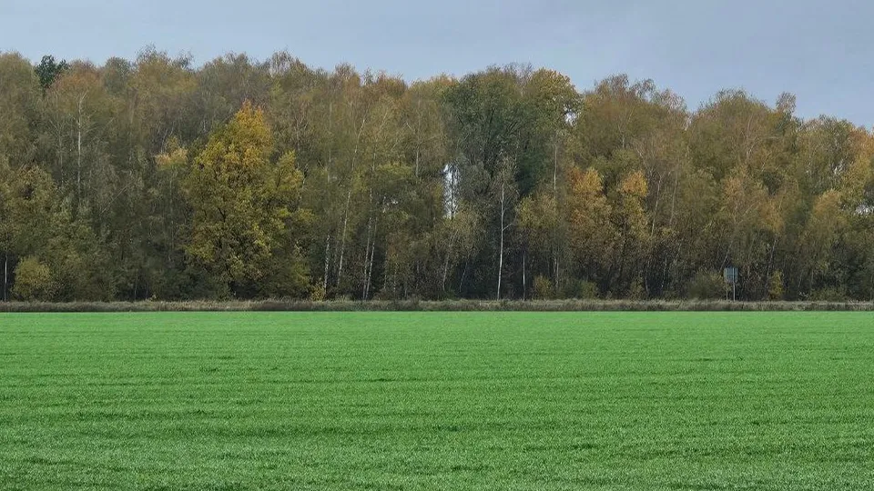 Фото: Агрохолдинг «ОСП агро»