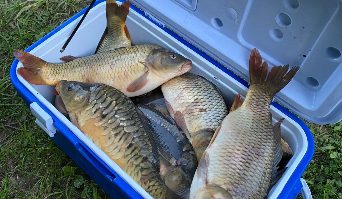 Фото: t.me/fishmos