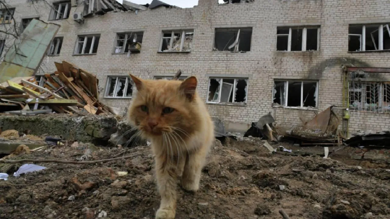 Волонтеры Белгорода спасают брошенных животных, которые могли погибнуть