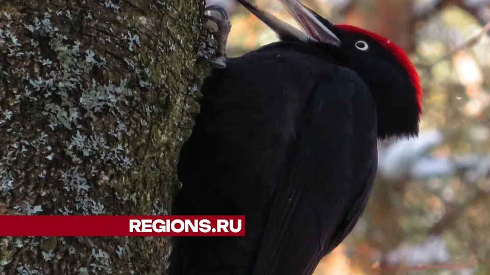 Фото: Андрей Снегерев