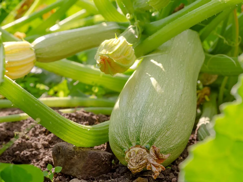 Фото: istockphoto.com