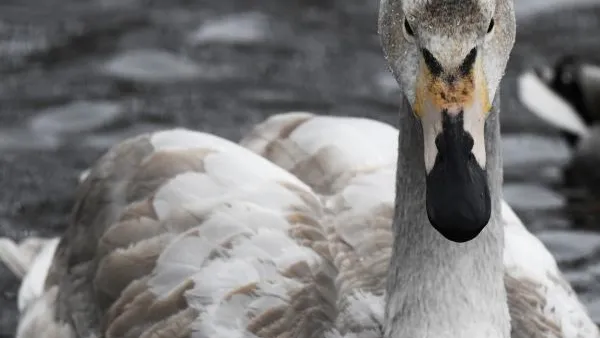 Московские спасатели оказали помощь одинокому лебедю на пруду