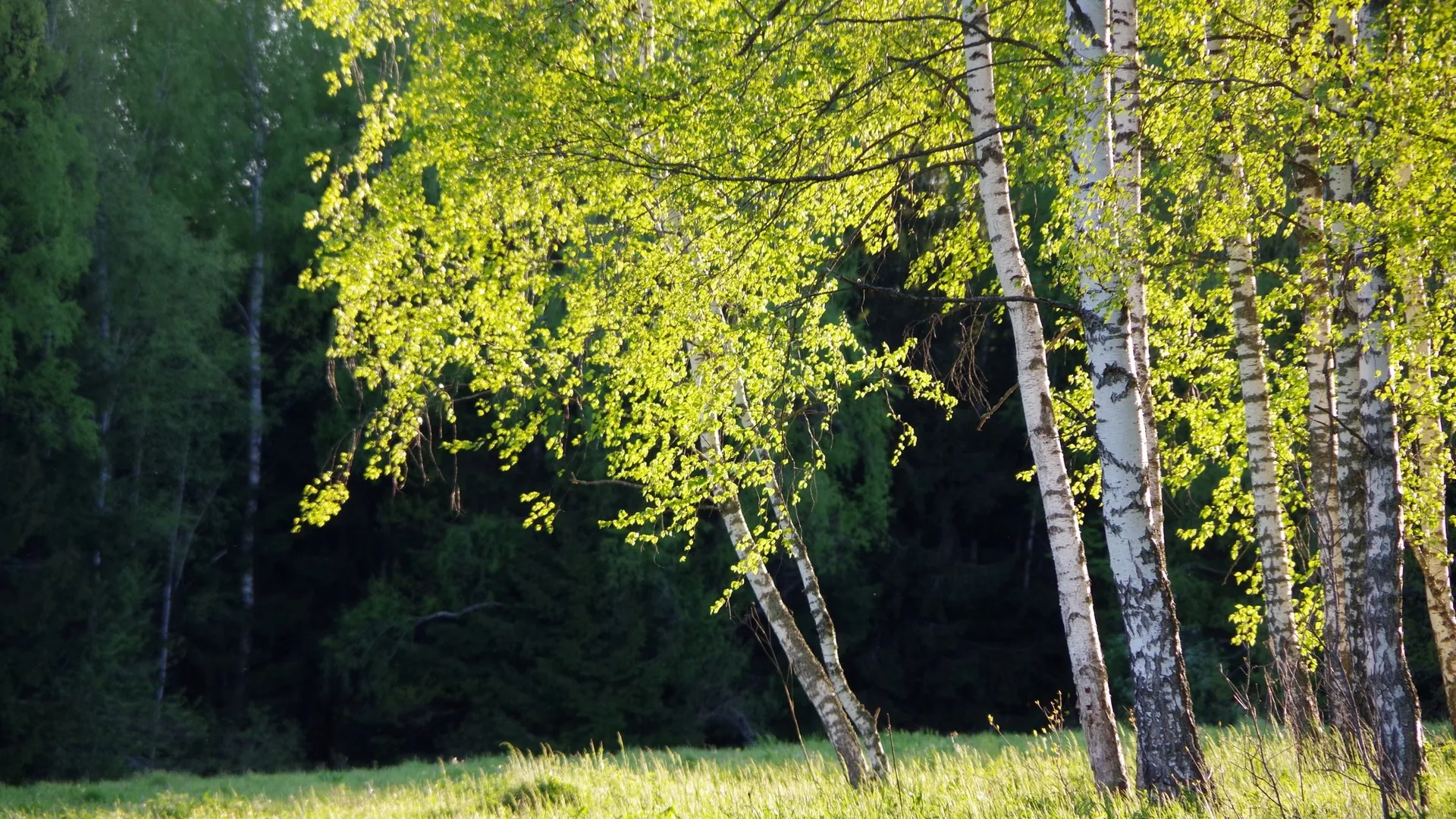 Фото: vk.com/Приокско-Террасный заповедник
