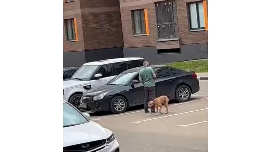 Фото: телеграм-канал «Новости Москвы | Подмосковья».