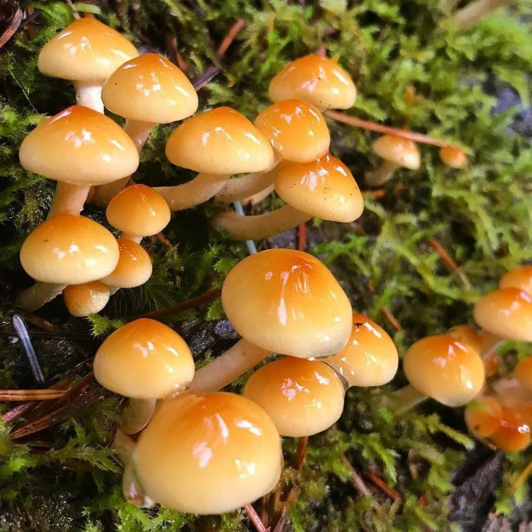 Ложные опята