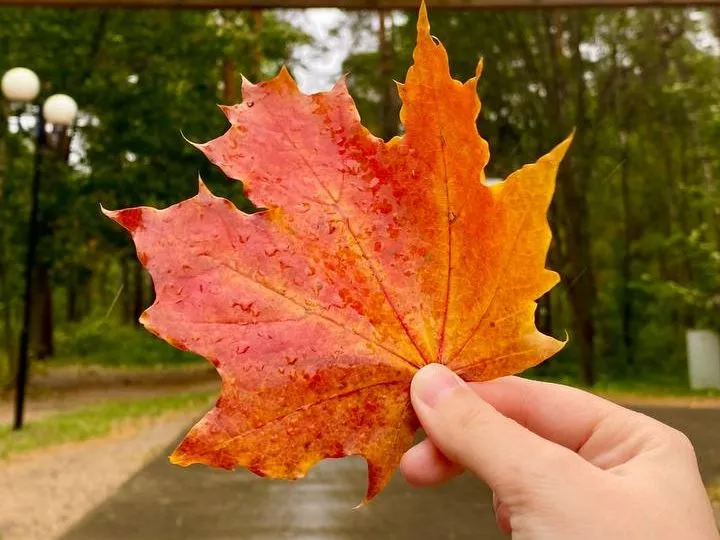 Фото: t.me/parkikrasnogorska_official