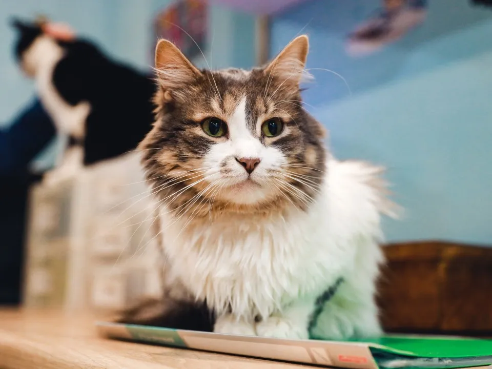 Фото: пресс-служба администрации г.о. Химки