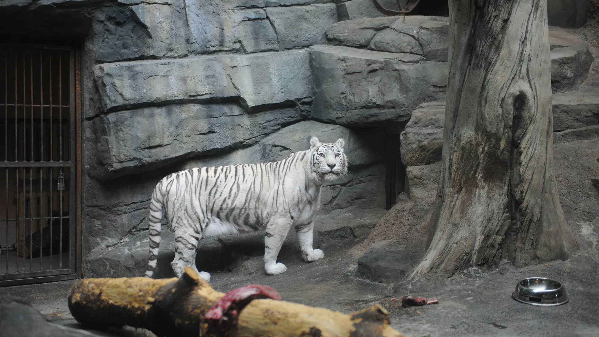 «Зрители остались довольны»: в Хабаровском крае тигр устроил дефиле перед камерами водителей