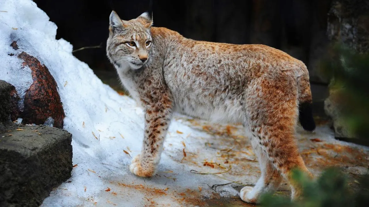 медиасток.рф