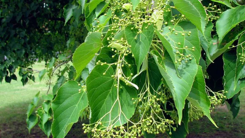 Kpjas / Wikimedia.org