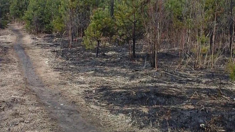 Фото: Комлесхоз МО