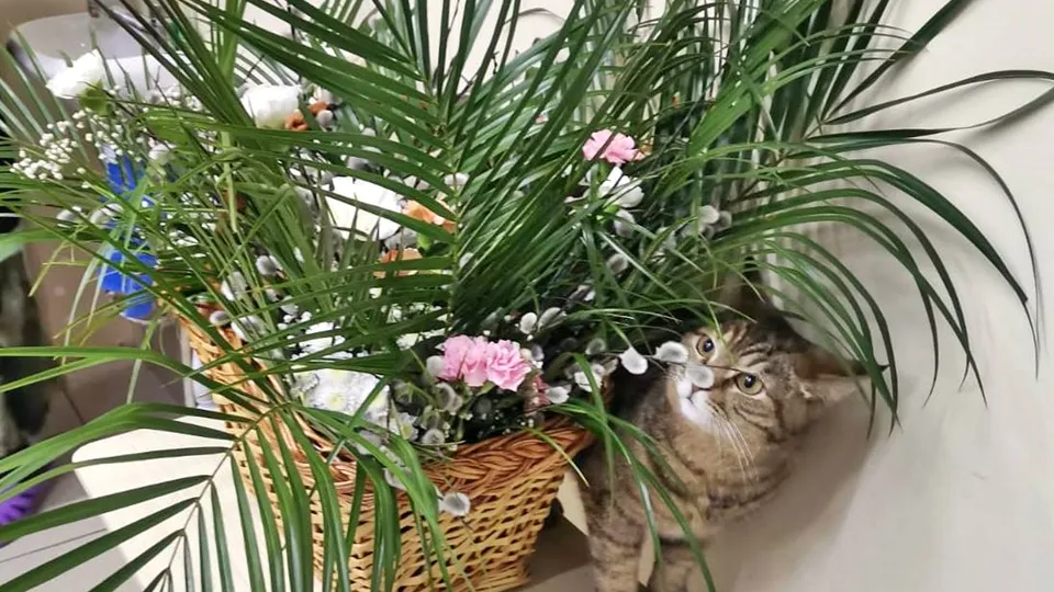 Фото: t.me/Inokini