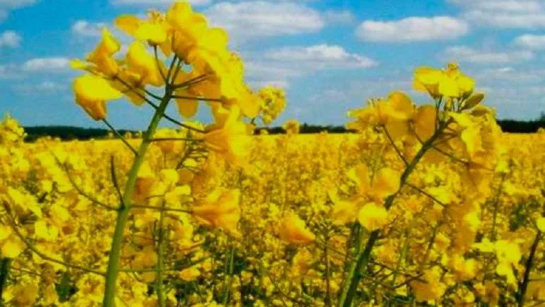 В Щелково зарегистрировали универсальный препарат для защиты растений